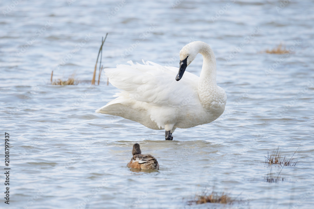 Foto Trumpeter swan bird