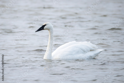 Photos Trumpeter swan bird