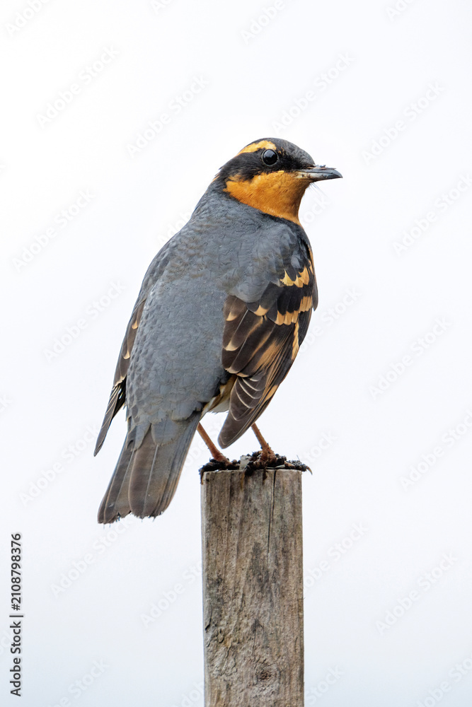 Fototapeta premium Varied thrush bird