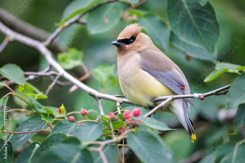 Cedar waxwing bird