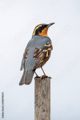 Plakat Varied thrush bird