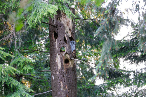 Obraz na płótnie barred owl owlet