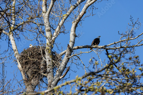 Obraz na płótnie Bald eagle bird