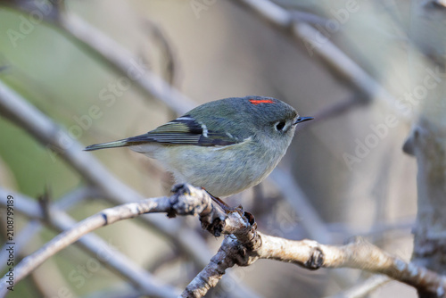 Obraz na płótnie Ruby-crowned kinglet bird