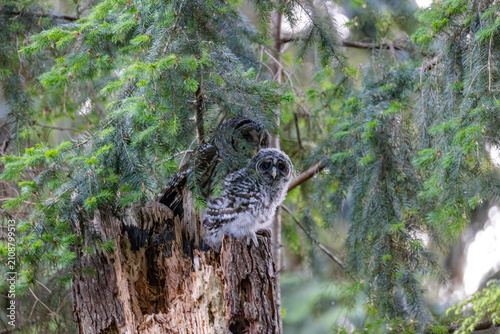 Obraz na płótnie Barred Owl owlet