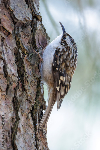 Plakat w ramie Brown creeper bird
