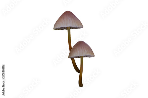 Pair of small thin wild mushrooms isolated on transparent background