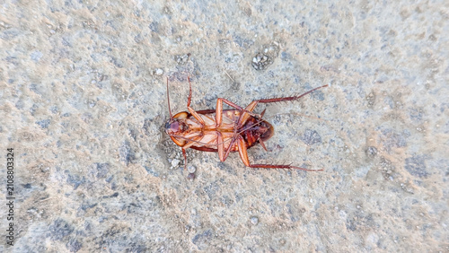 High angle view of a dead cockroach lying upside down on a concrete floor, concept for pest control, extermination, hygiene, and insect infestation.