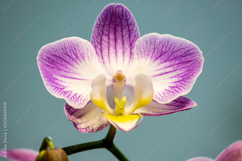 Obraz premium Colorful Orchid Flowers in Full Bloom. Exotic Orchid Blossoms with Vibrant Colors. Tropical Orchid Collection in Bloom.