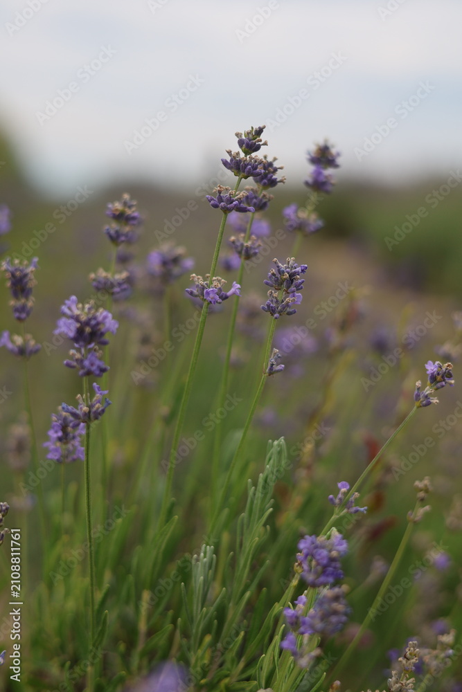 Obraz premium lavender field in provence