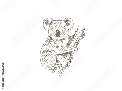 Photography Hand Drawn Koala Illustration, Vintage Engraving Style