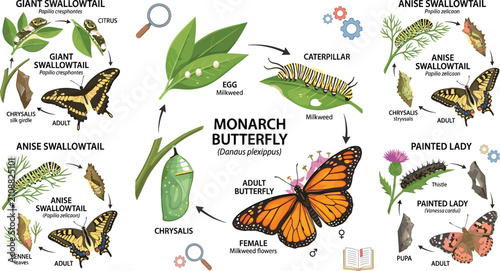Canvastavla Butterfly life cycle educational vector illustration chart detailing monarch sw