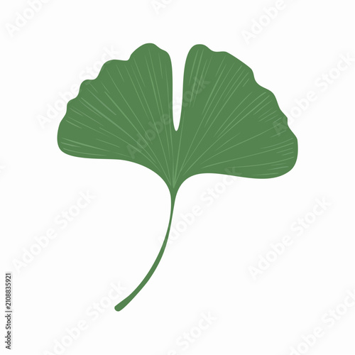 Ginkgo leaf botanical foliage herbal plant symbol