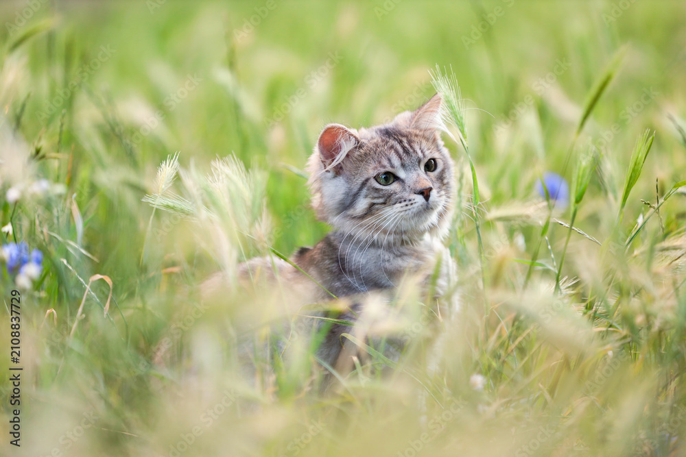 Obraz premium Cute tabby kitten on green grass outdoors