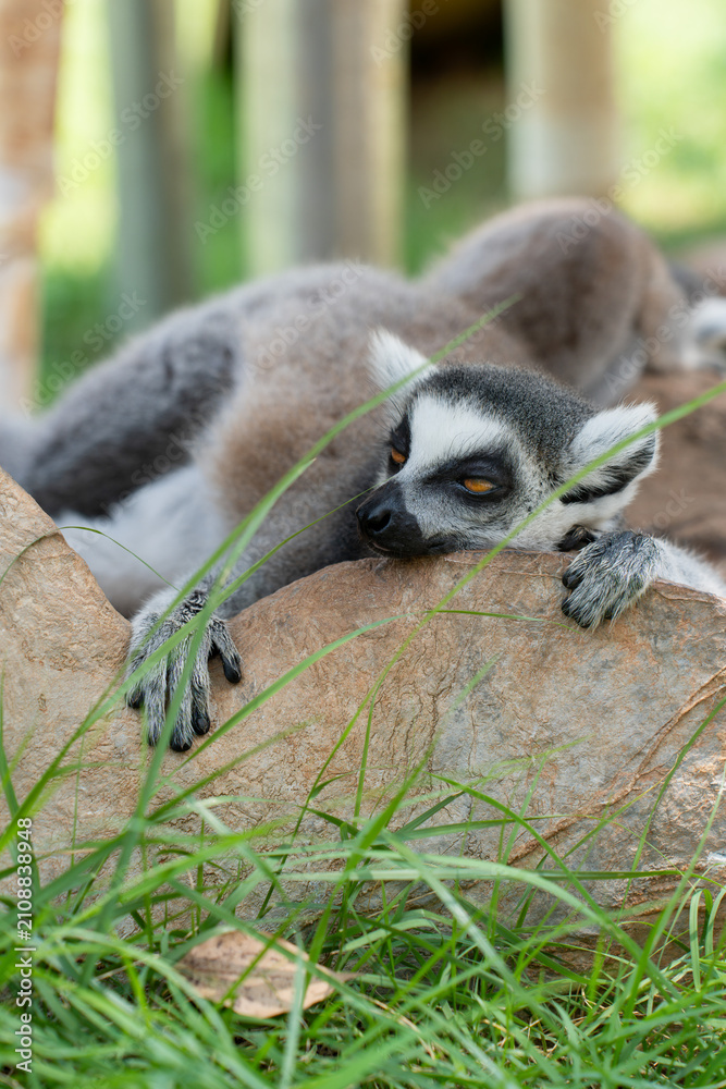 Obraz premium Ring-tailed lemur resting lazily on rock among green grass