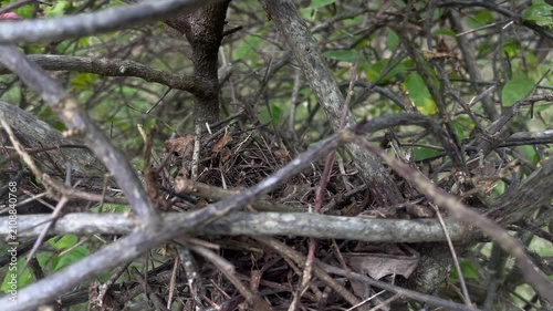 Empty bird nest hidden in tree branches in forest
