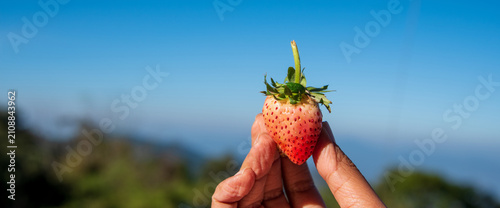 Принти на полотні Red strawberry hand holding berry