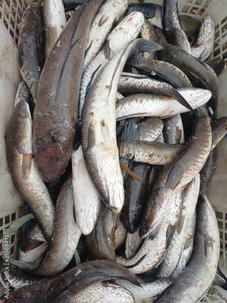Obraz premium Elongated slender dried fish piled densely inside perforated plastic basket. Seafood food concept 