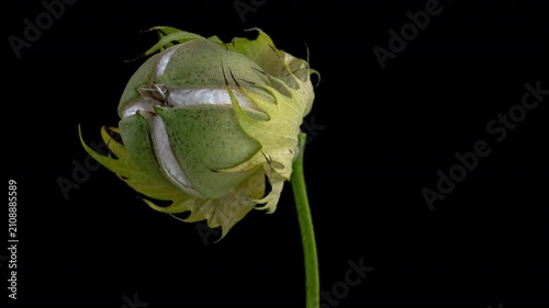 The ripe cotton boll opening and revealing fluffy cotton flower. Opened cotton is ready for harvesting. Growing and harvesting cotton