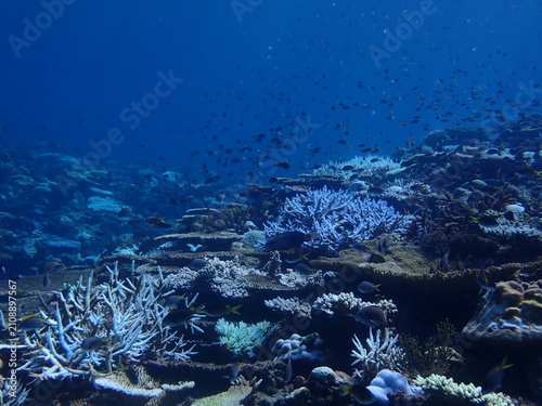 Quadro su tela 無数の小魚が群れる美しいサンゴ礁の海中景観、ダイビングスポット