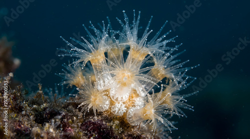 Close-up macro photograph of translucent white cup coral polyps with delicate tentacles extending underwater on a dark rocky reef