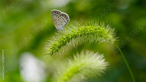 Принти на полотні an aberration butterfly