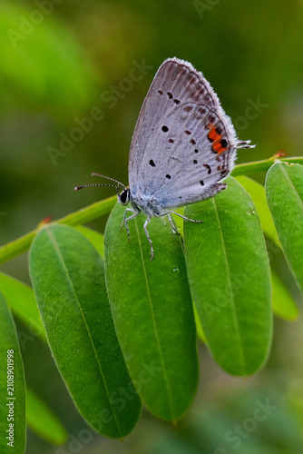 Obraz na plátne an aberration butterfly