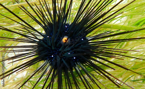 Quadro su tela Philippines sea life