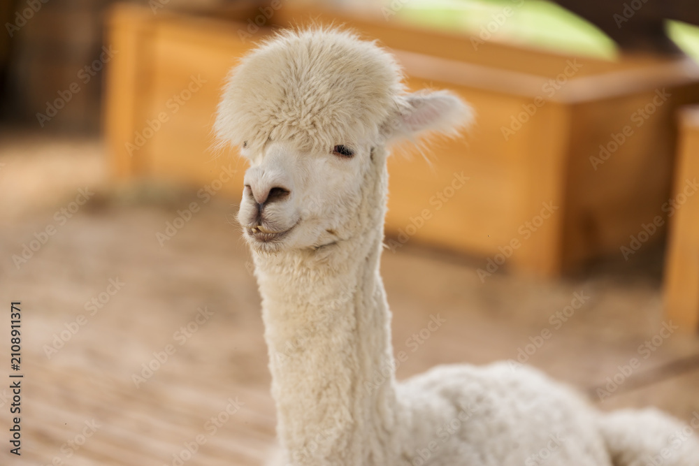 Fototapeta premium close up alpaca resting in cot