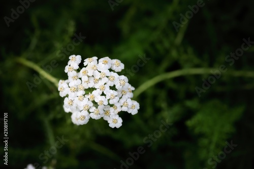 White Yarrow Flowers Blooming in a Green Garden
