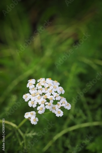 White Yarrow Flowers Blooming in a Green Garden