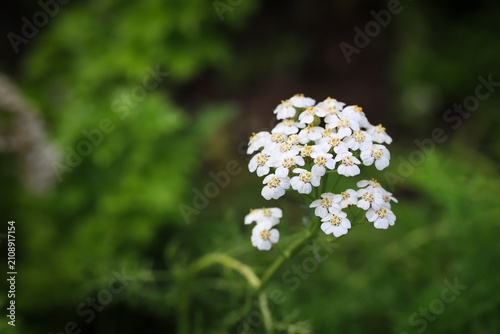 White Yarrow Flowers Blooming in a Green Garden