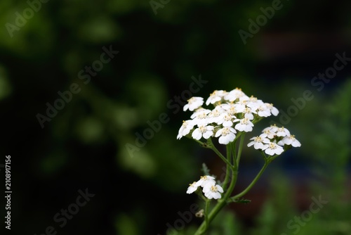 White Yarrow Flowers Blooming in a Green Garden