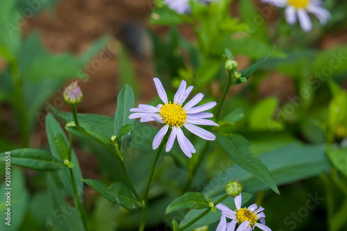 Картината върху платно Delicate white petals surround a bright yellow center