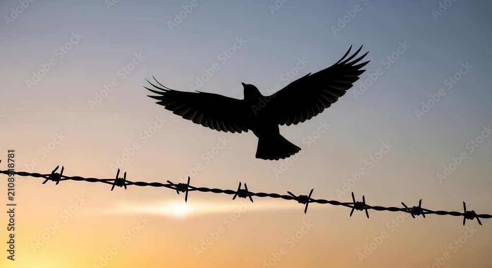 Fototapeta premium Silhouette of a bird flying over a barbed wire fence at sunset.