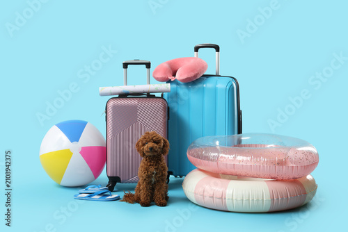 Small brown poodle dog sitt...