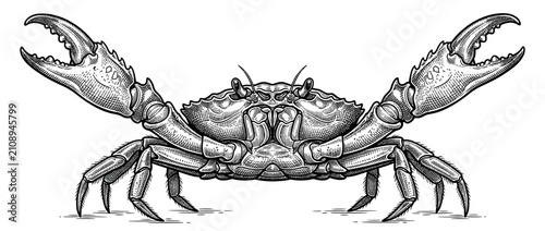Bild auf Leinwand Detailed Crab Illustration with Raised Claws