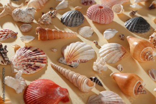 Many different sea shells o...