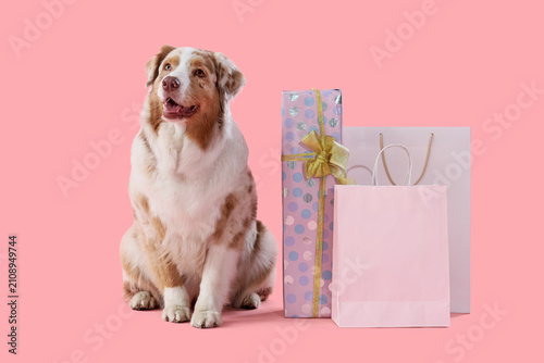 Foto Cute Australian Shepherd dog with gift box and shopping bags on pink background