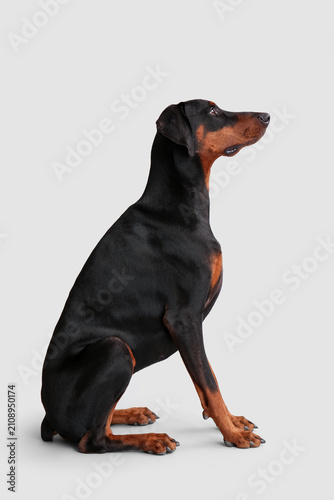 Cute Dobermann dog on light...