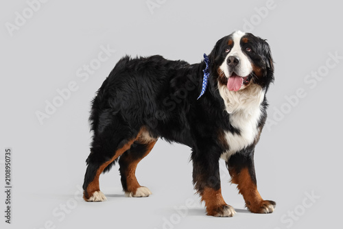 Cute Bernese mountain dog o...