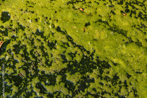 Fotografi green pond scum