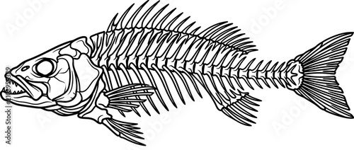 Fotografie Detailed Fish Skeleton Outline Drawing