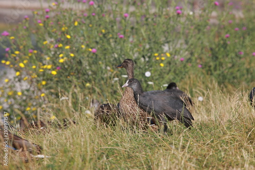 wild duck in the grass