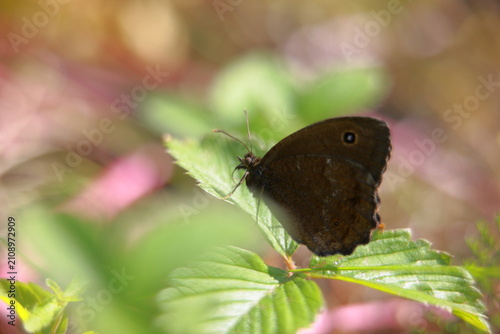 Butterfly on a leaf