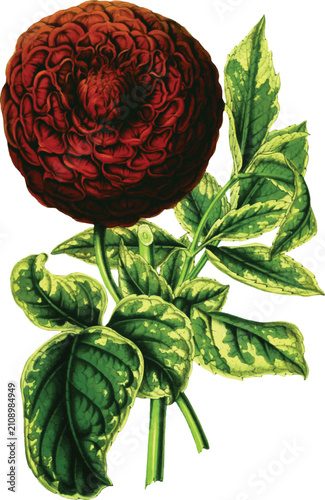 Illustrated Variegated Potted Plant Isolated