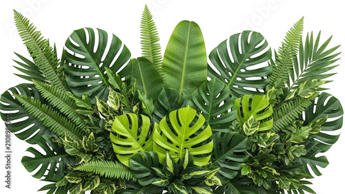 Lush tropical green leaves arrangement isolated on white background