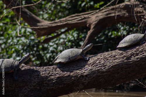 Fotografie Tortugas de rio tomando el sol en los troncos, Pampas del Yacuma