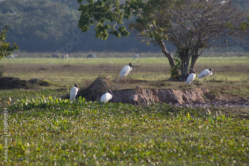 Photography Aves de la amazonia boliviana, Pampas del Yacuma