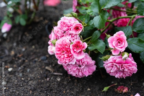 Pink Rosa Les Quatre Saisons flowers with raindrops on petals and dark green foliage after rain close up copy space
